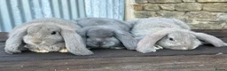 French Lop rabbits for sale: Stunning XL French lops  - Advert 11