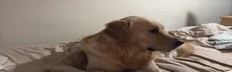 Golden Retriever dogs for stud: Golden retriever for stud - Advert 9