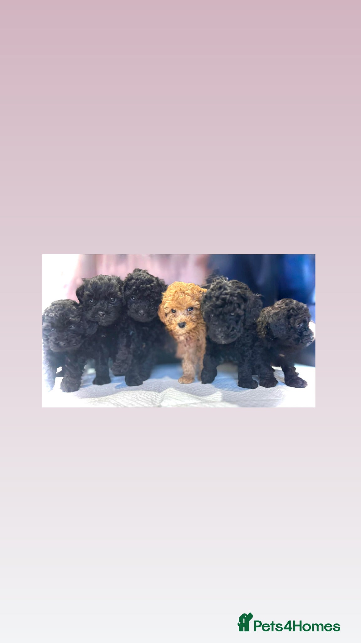 Shihpoo dogs Gorgeous little shihpoo puppys - Advert 7