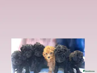 Shihpoo dogs Gorgeous little shihpoo puppys - Advert 13