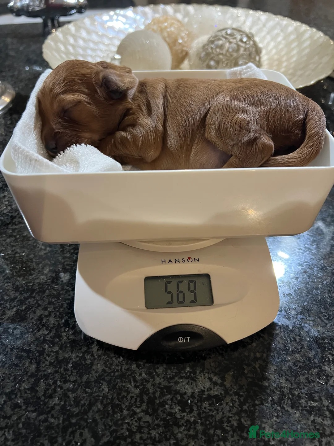 Cockapoo dogs for sale: Gorgeous F1 cockapoos🥰🥰 - Advert 7