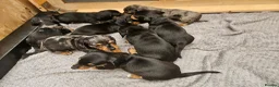 Dachshund dogs for sale: Dachshunds 8 Puppies only 2 girls 1 boy left - Advert 8