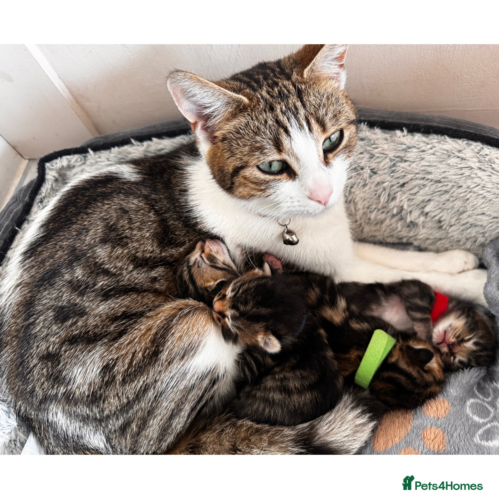 Mixed Breed cats 1 beautiful,cute little kitten boy for sale🩵 - Advert 3