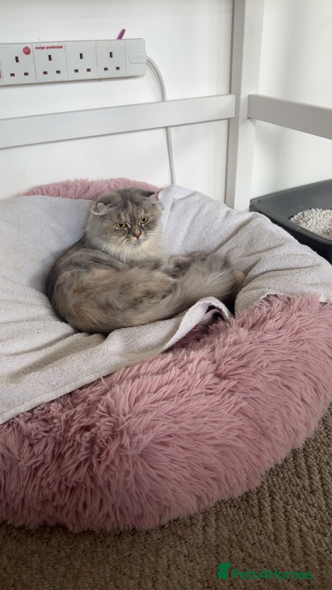 Scottish Fold cats for sale: Scottish straight  - Image 7
