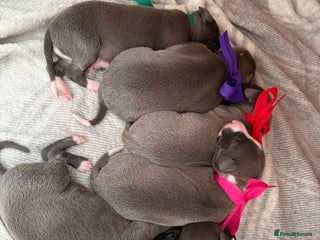 Whippet dogs - Advert 2