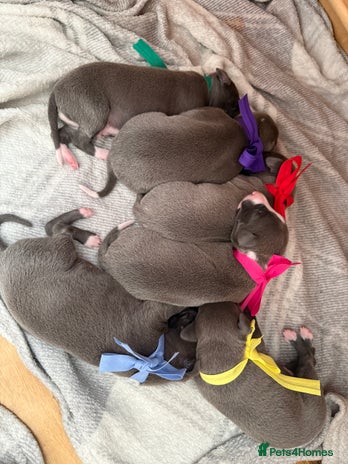 Whippet dogs - Advert 5