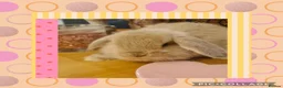 Mini Lop rabbits for sale: ***Stunning Loving Natured Baby Minilops*** - Advert 4