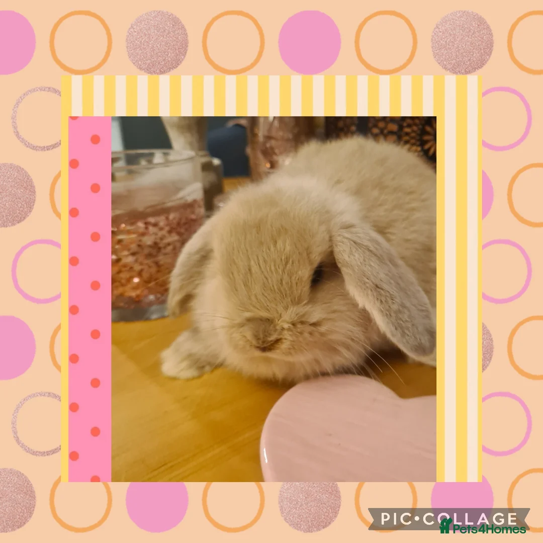 Mini Lop rabbits for sale: ***Stunning Loving Natured Baby Minilops*** - Advert 4