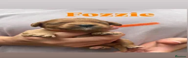 Fozzie