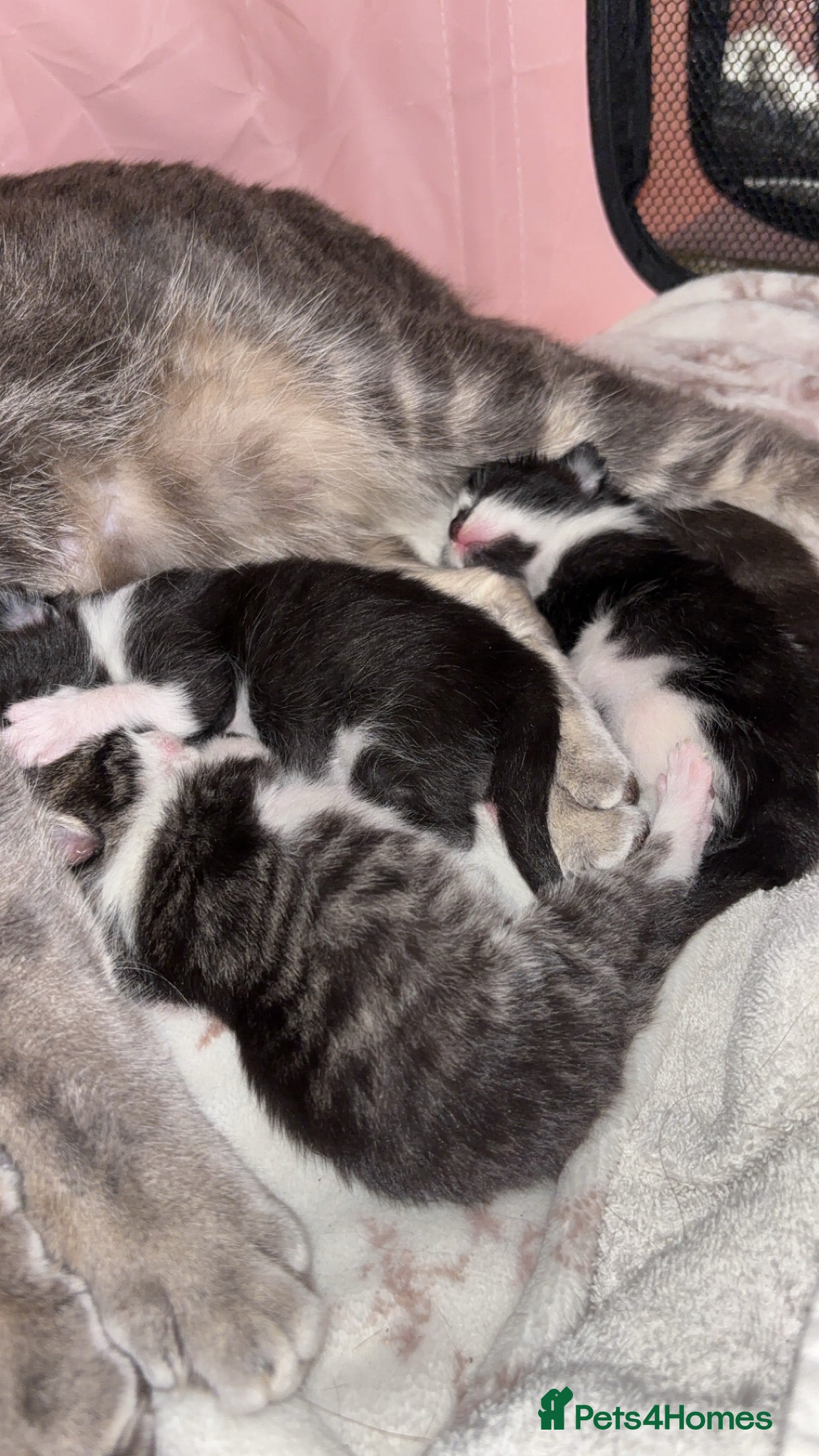 Mixed Breed cats 3 beautiful kittens looking for homes! - Advert 13