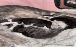 Mixed Breed cats for sale: 3 beautiful kittens looking for homes! - Advert 1