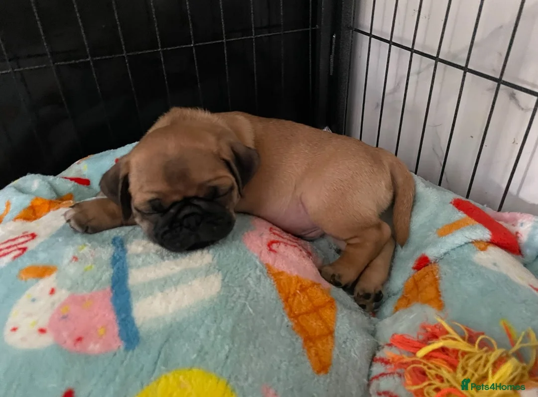 Pug dogs for sale: Handsome Apricot Male 8weeks old 💚 Pedigree Pugs in Kidderminster - Advert 2