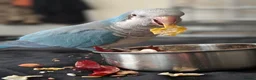 Parrots birds for sale: Reluctant sale of my blue Quaker parrot Mr chips  - Advert 2