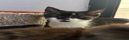 Mixed Breed cats for sale: Kittens ready for their forever homes! - Advert 15