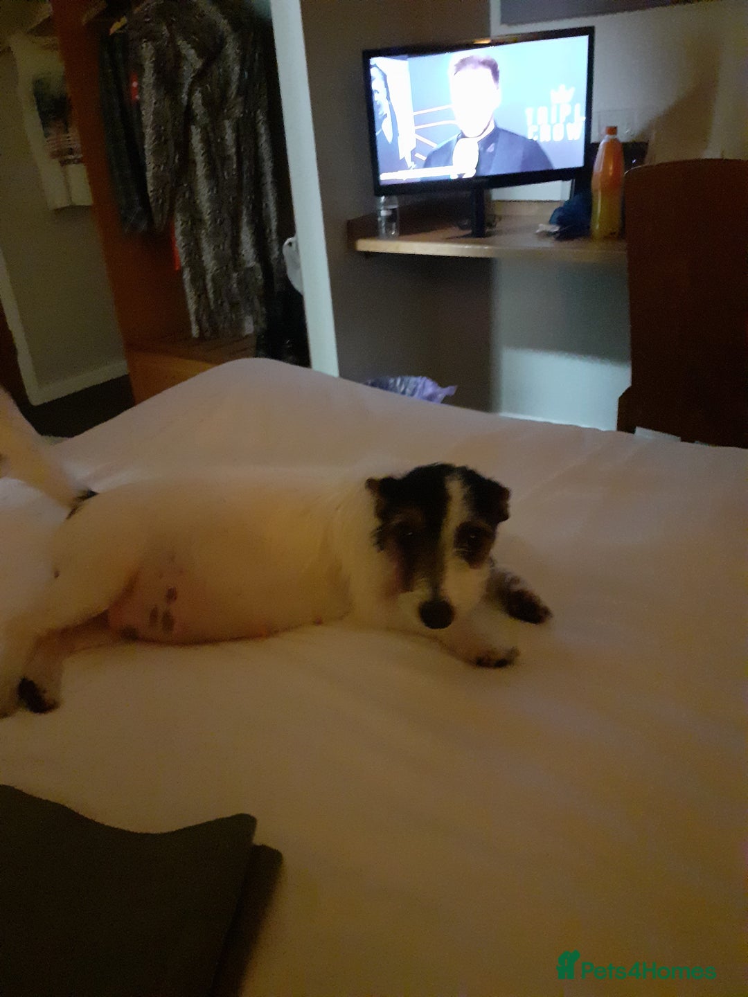 Jack Russell dogs for sale: Jack Russell nana - Image 4
