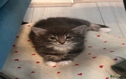 Domestic Shorthair cats for sale: Kittens ready to find their forever home - Image 7