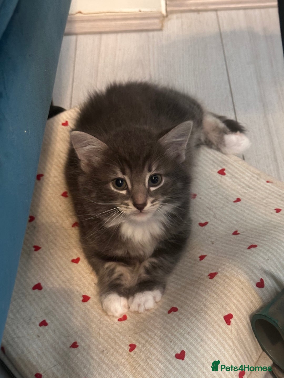 Domestic Shorthair cats for sale: Kittens ready to find their forever home - Image 7