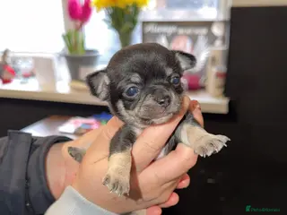 Chihuahua dogs 🌺Chihuahua puppies 🌺 - Advert 4