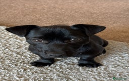 Mixed Breed dogs for sale: Loving staffy looking for forever home  - Image 6