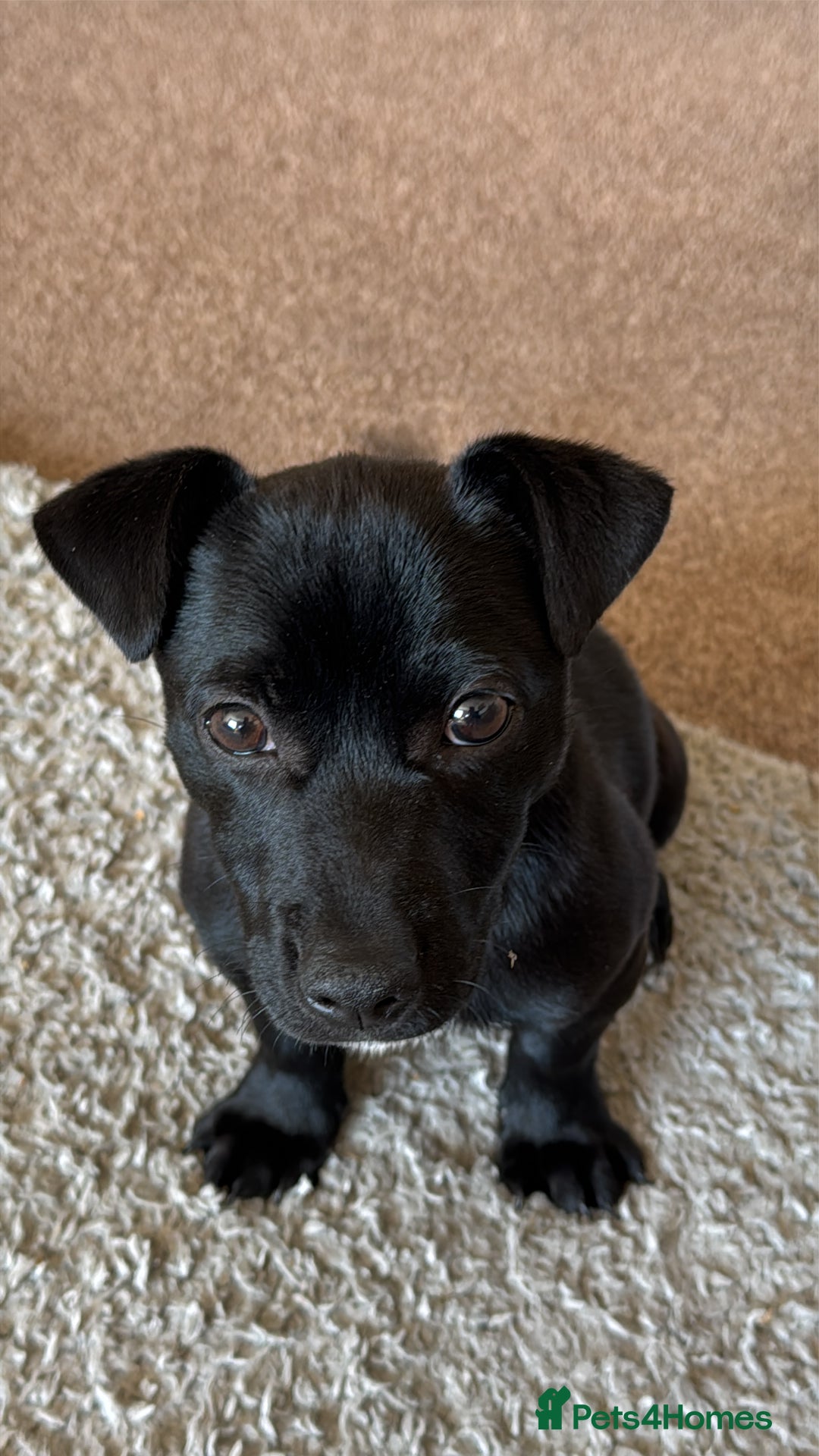 Mixed Breed dogs for sale: Loving staffy looking for forever home  - Image 6