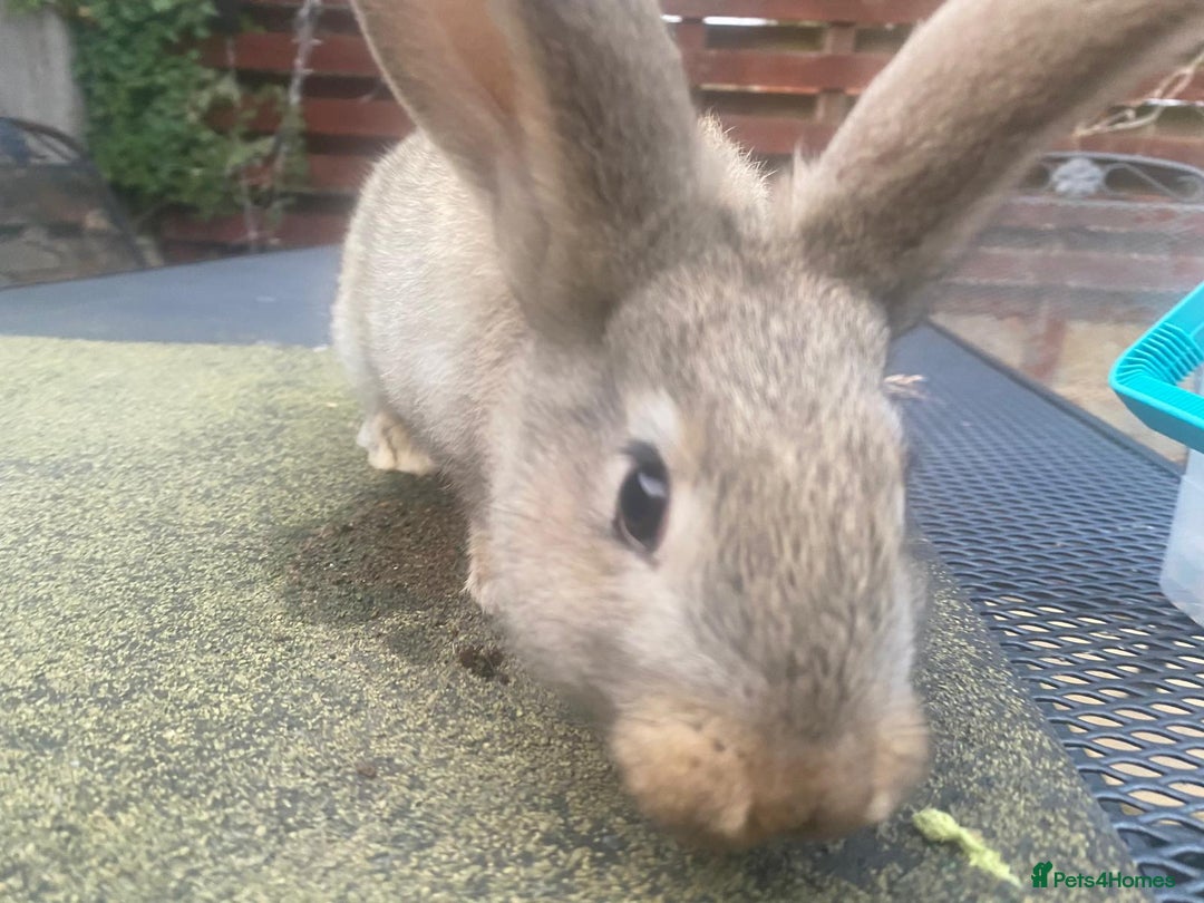Continental Giant rabbits for sale: Baby Continental giants - Image 7