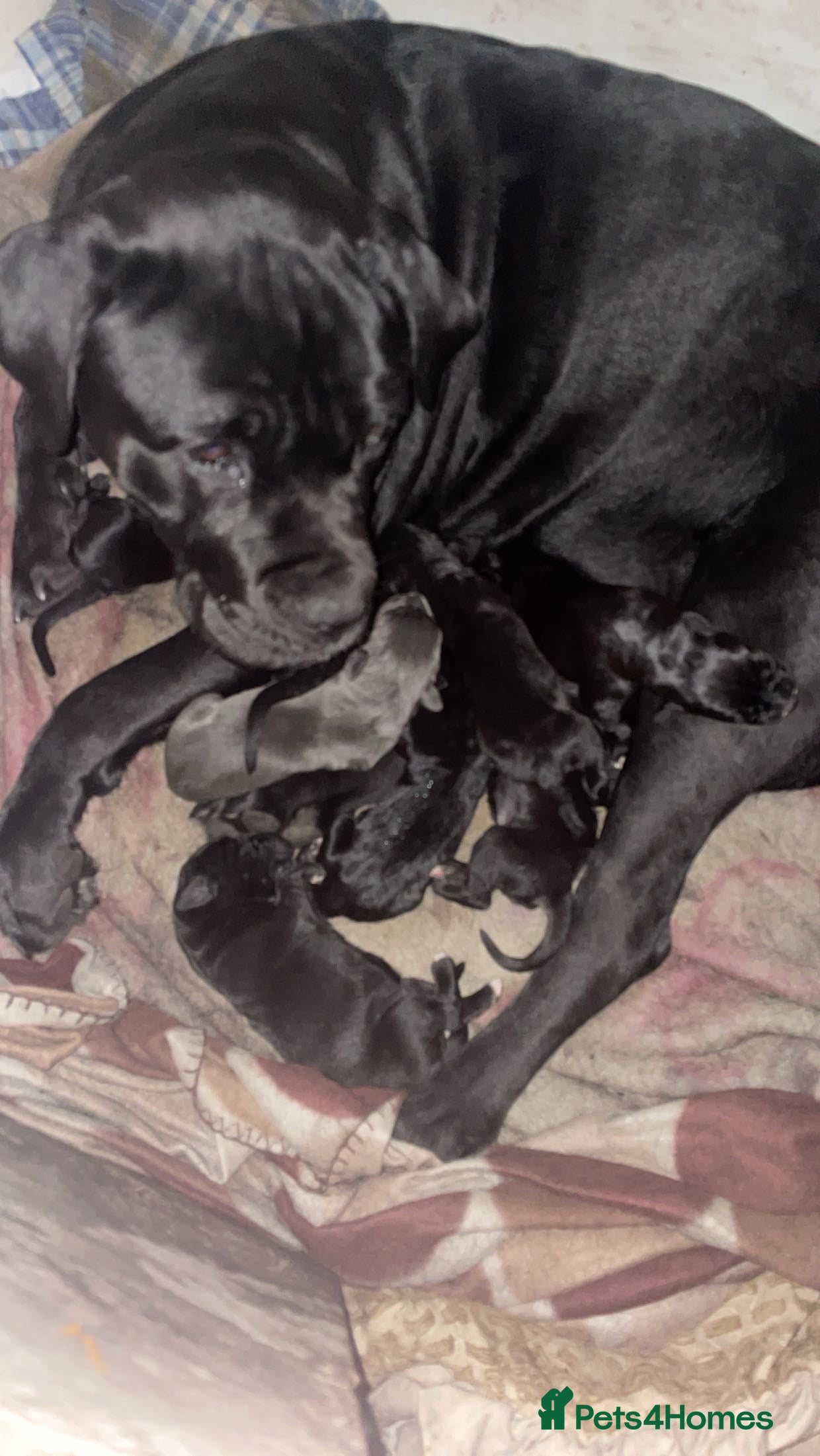 Cane Corso dogs Full pedigree cane corso - Advert 16