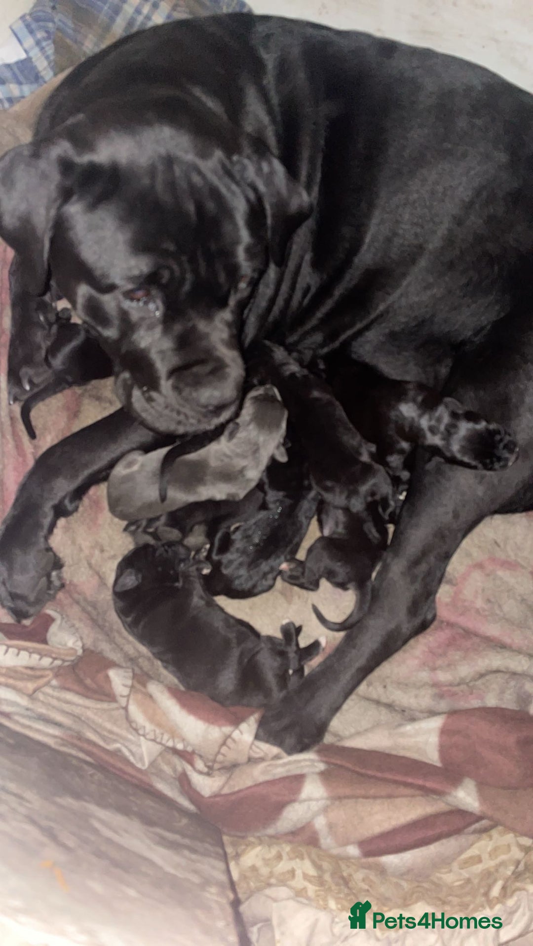 Cane Corso dogs for sale: Stunning litter of 9 - Advert 11