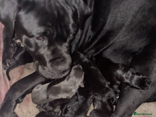 Cane Corso dogs Full pedigree cane corso - Advert 16