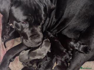 Cane Corso dogs Full pedigree cane corso - Advert 15