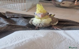 Cockatiels birds for sale: Hand reared cockateil - Image 6