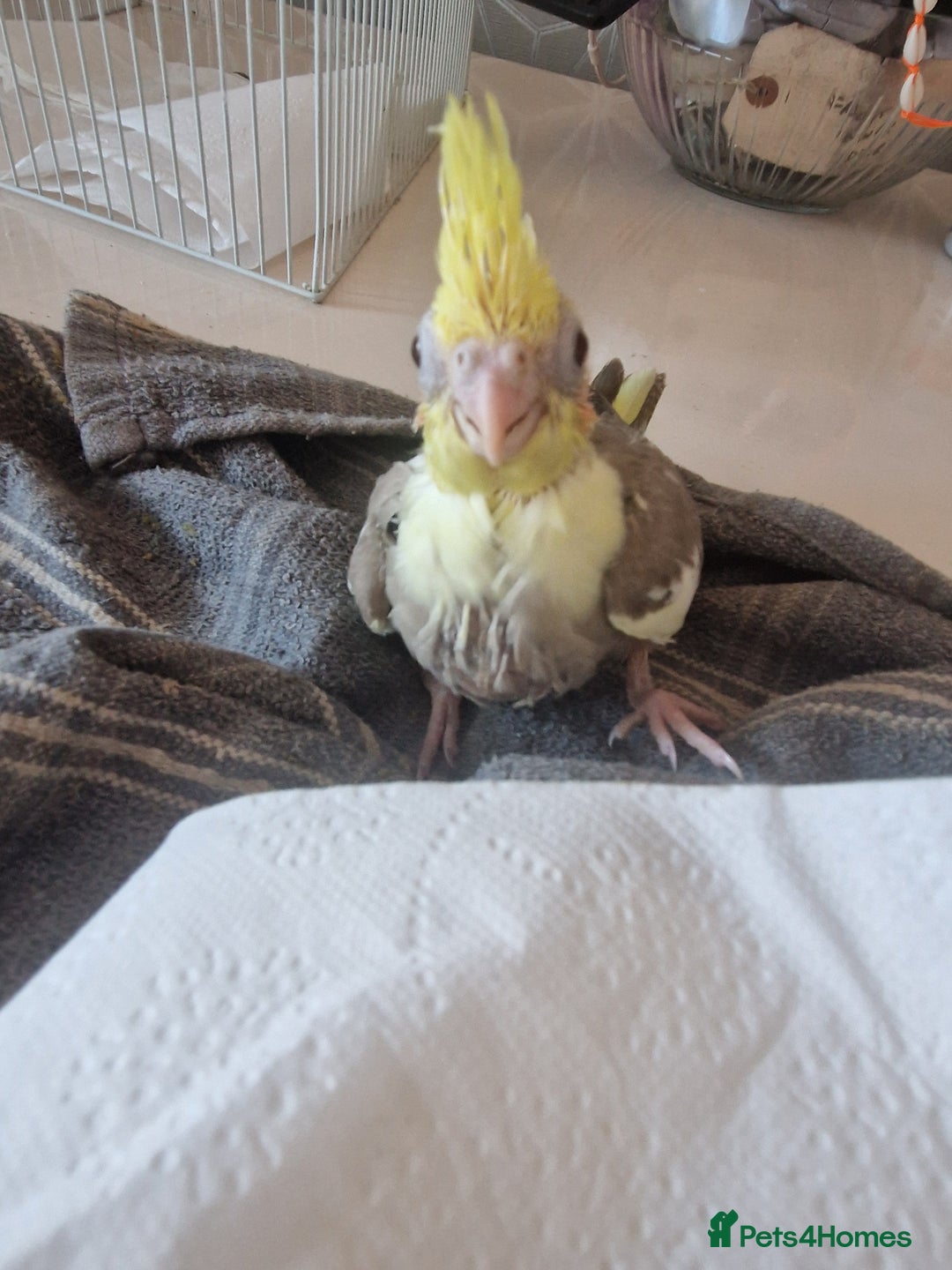 Cockatiels birds for sale: Hand reared cockateil - Image 6