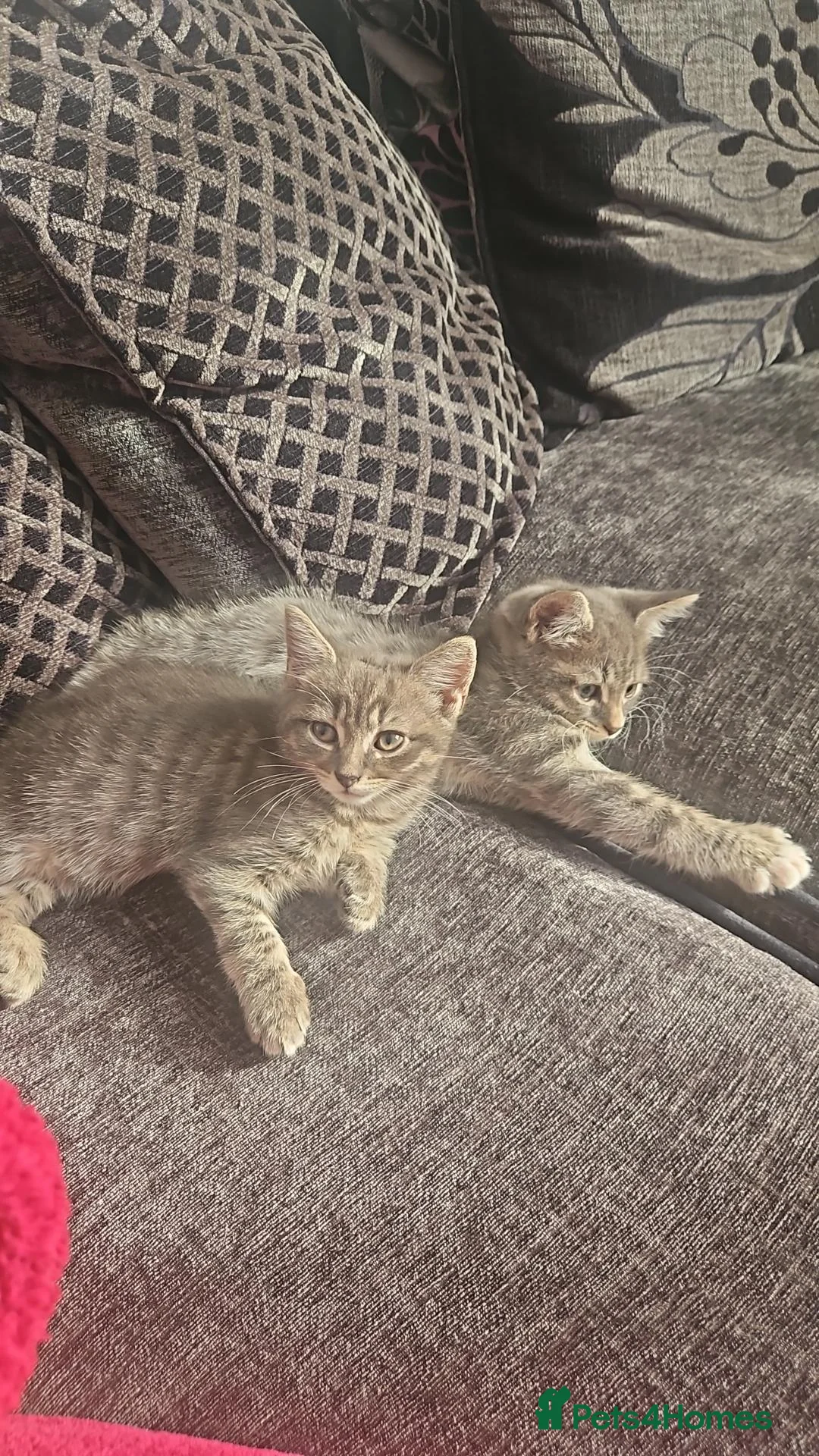 Mixed Breed cats for sale: Nameless - Advert 2