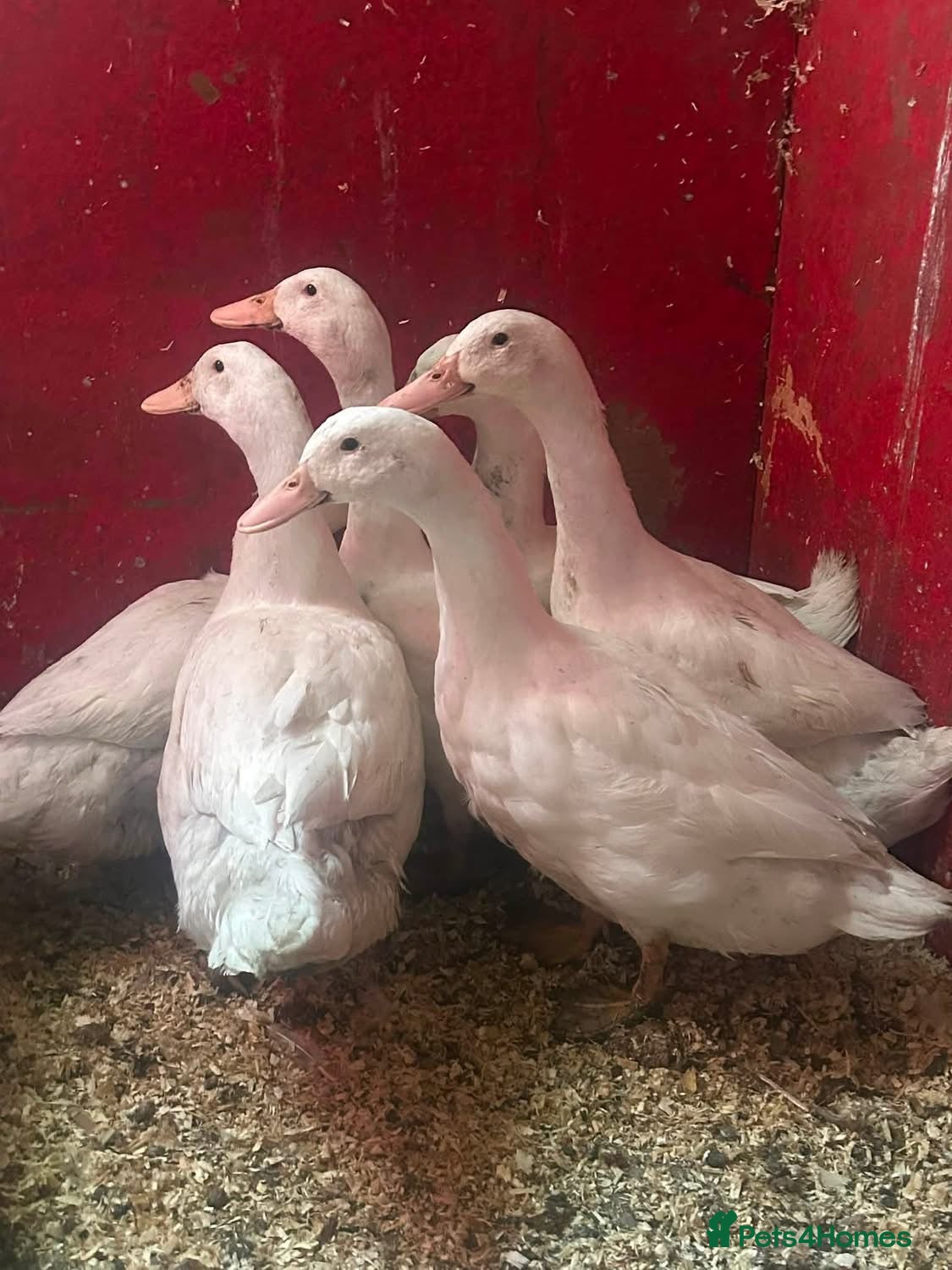 Ducks poultry 3 cherry valley drakes & 2 Muscovy drakes  - Advert 16