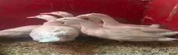 Ducks poultry for sale: 3 cherry valley drakes & 2 Muscovy drakes  - Advert 1