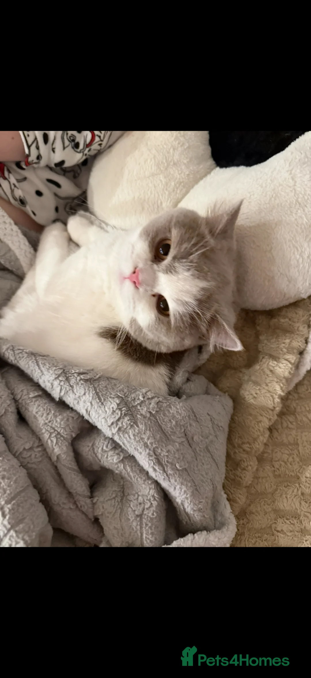 British Shorthair cats for sale: British shorthair boy active register  - Advert 2
