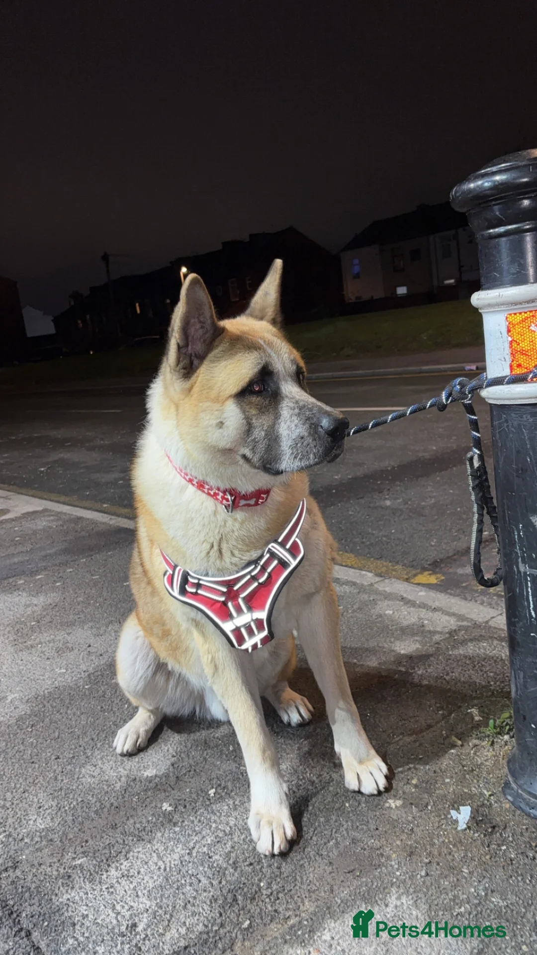 Mixed Breed dogs for sale: Mylo  - Advert 2