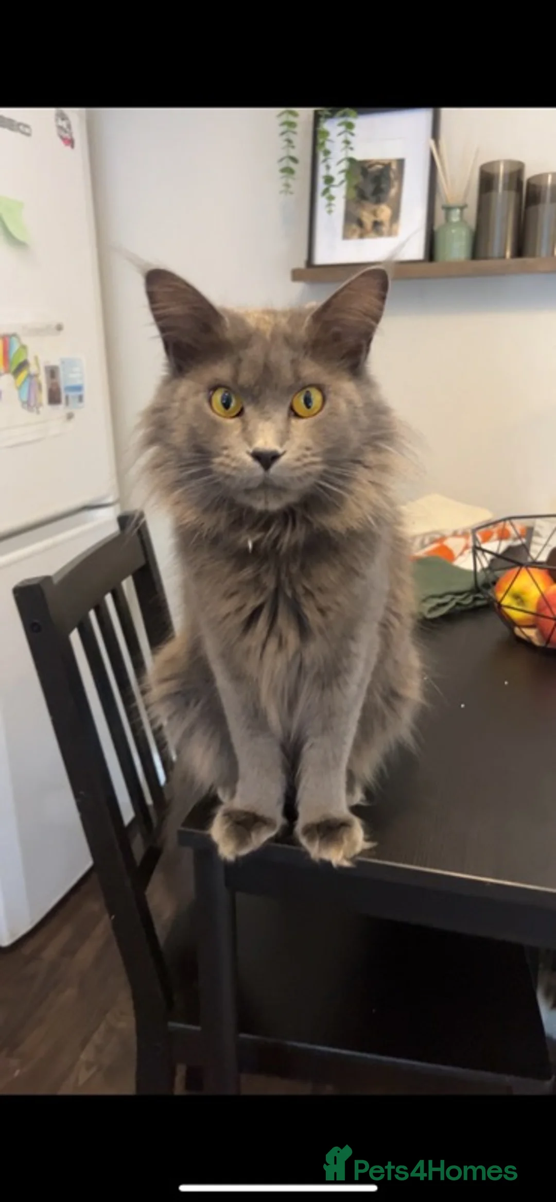 Maine Coon cats for sale: Maine coon boy 🤍 - Advert 9