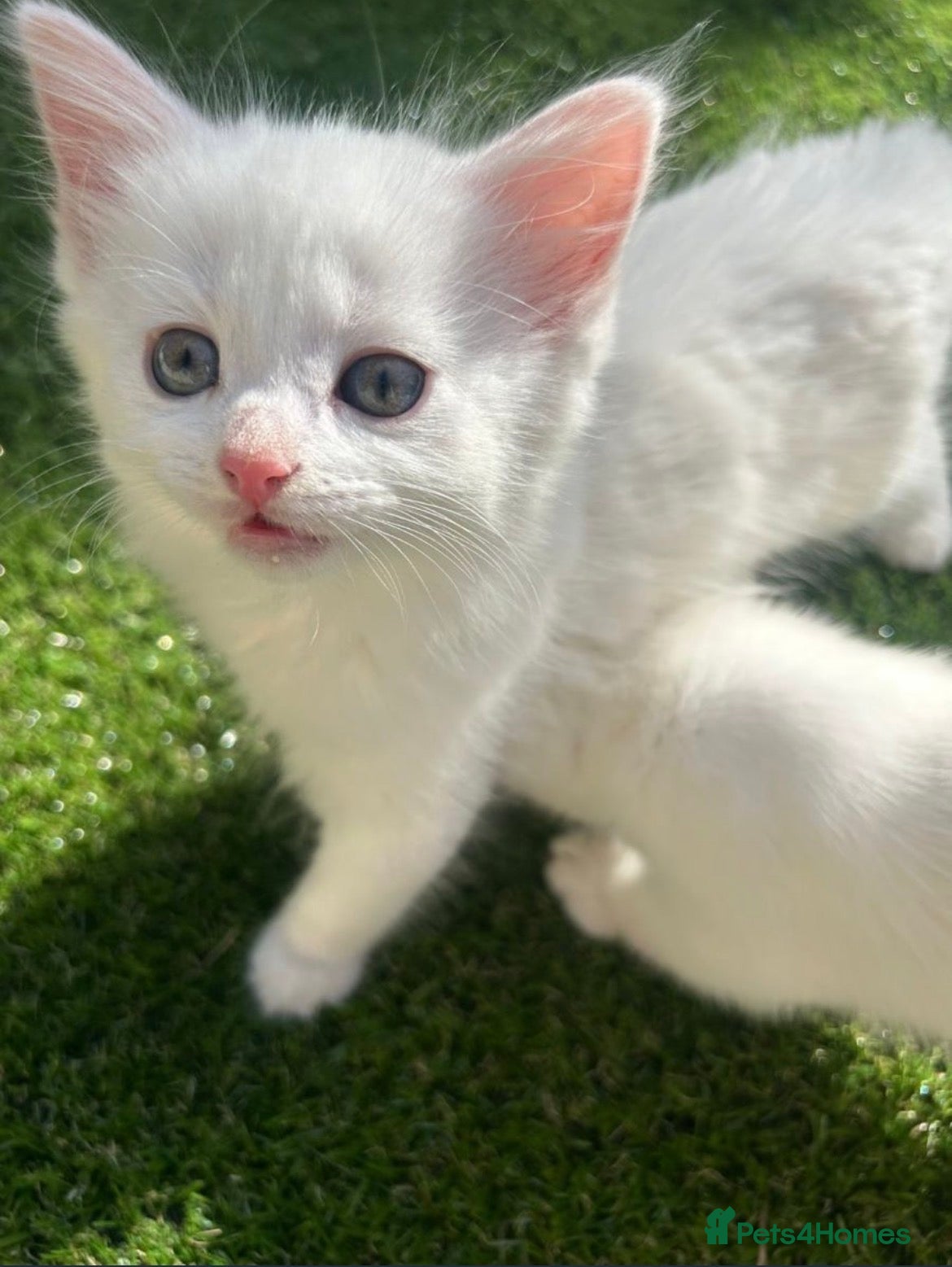 Mixed Breed cats for sale: Beautiful white fluffy female kitten! 🐱  - Advert 3