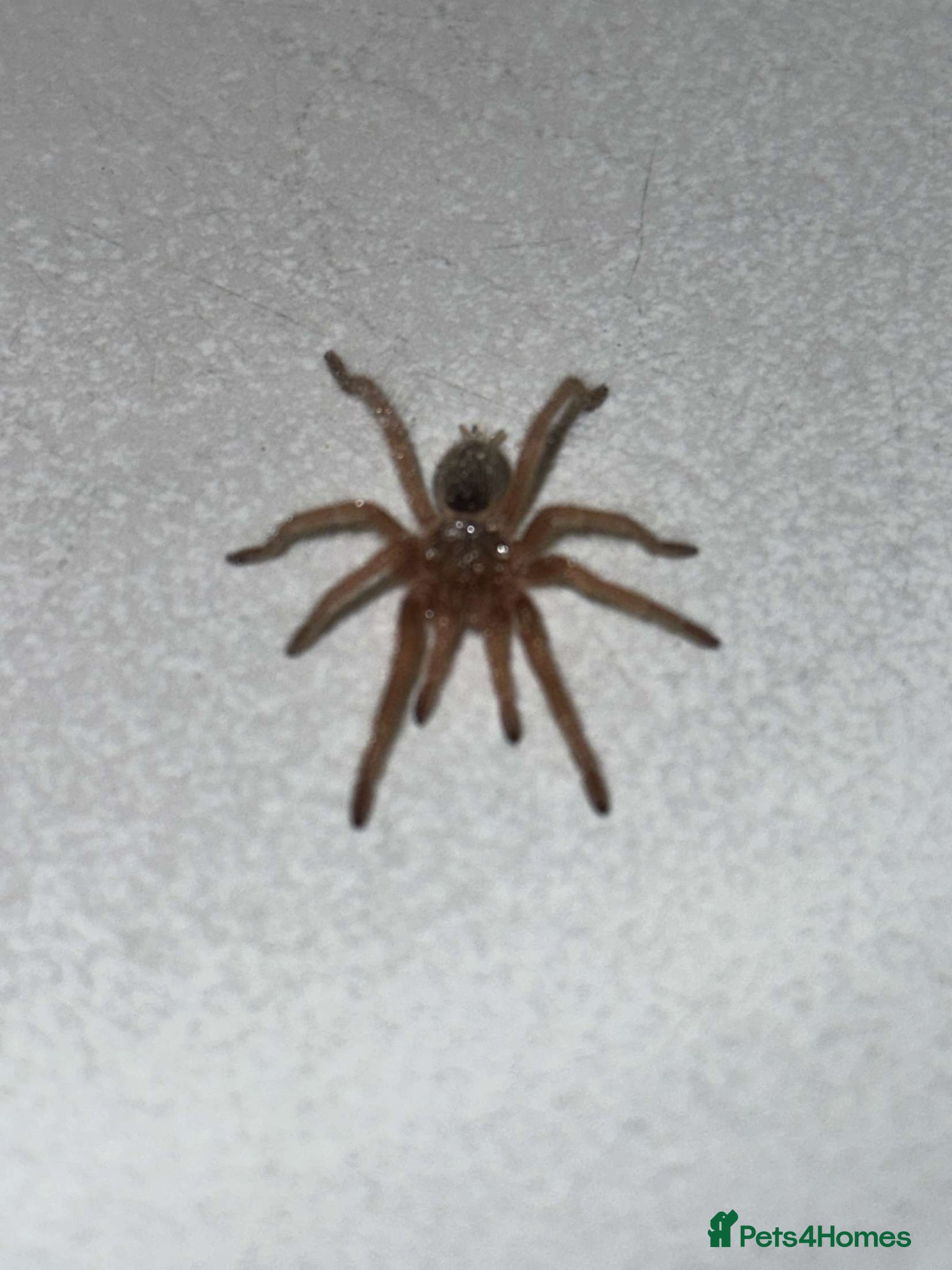 Tarantulas invertebrates Euathlus truculentus 'Blue' (Chilean Blue ) - Advert 2