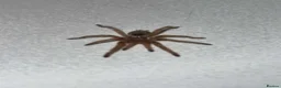 Tarantulas invertebrates for sale: Euathlus truculentus 'Blue' (Chilean Blue ) in Presteigne - Advert 2