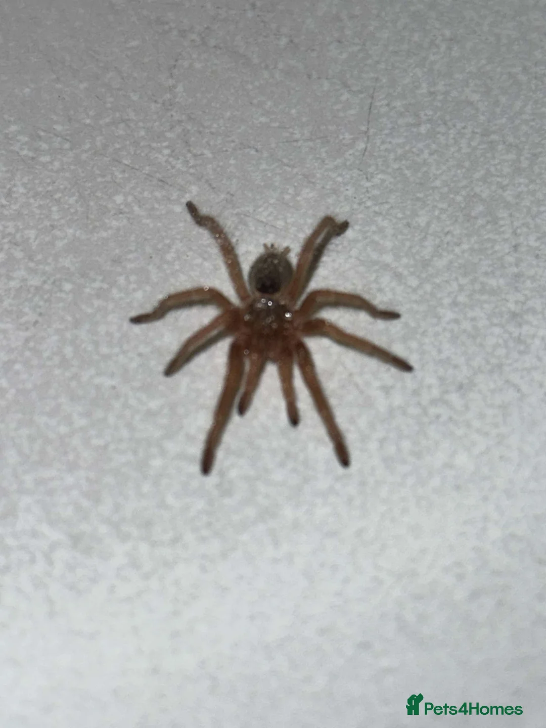 Tarantulas invertebrates for sale: Euathlus truculentus 'Blue' (Chilean Blue ) in Presteigne - Advert 2