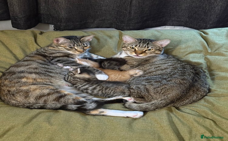 Bengal cats - Advert 16