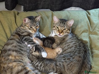 Bengal cats - Advert 9