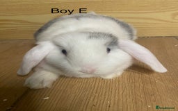 Mini Lop rabbits for sale: Beautiful mini lop bunnies - Advert 10