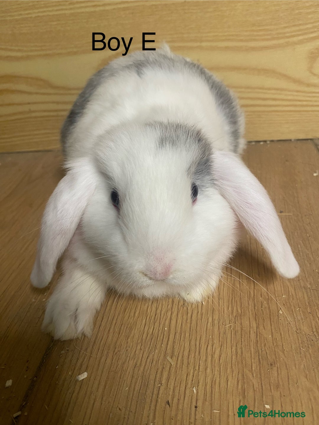 Mini Lop rabbits for sale: Beautiful mini lop bunnies - Advert 10