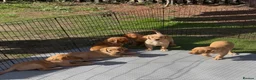 Labrador Retriever dogs for sale: Litter of yellow/fox red Labrador pups available in Norwich - Advert 9