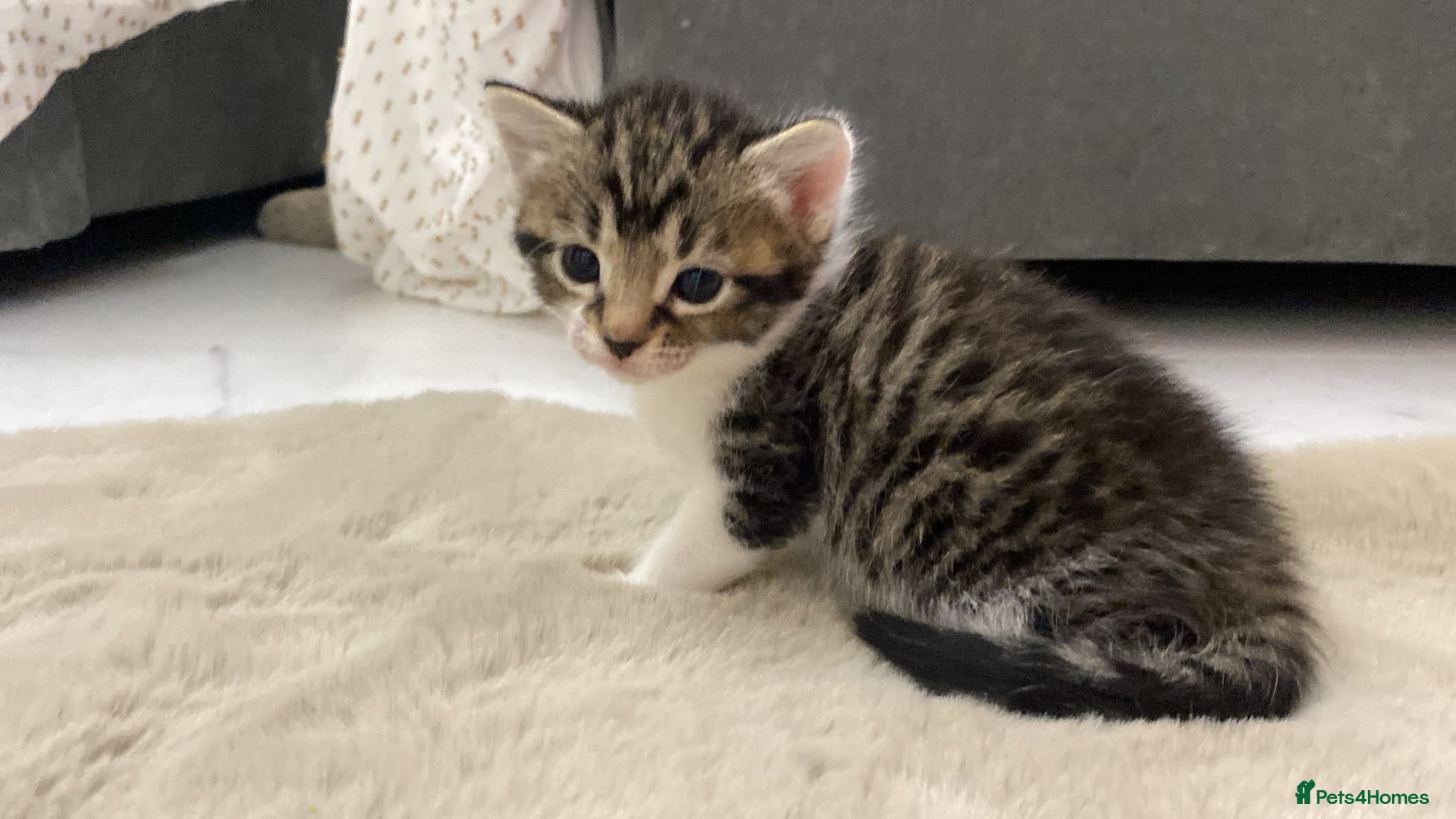 Mixed Breed cats AVAILABLE NOW: Maine Coon Mix Kittens - Advert 2