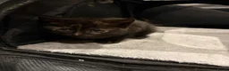 Mixed Breed cats for sale: Kittens  - Advert 6