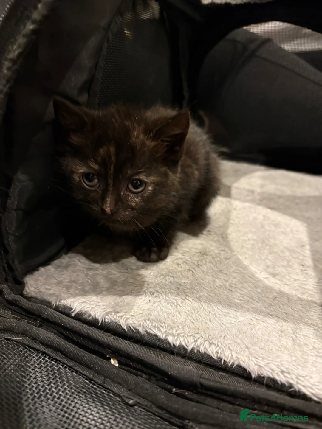 Mixed Breed cats for sale: Kittens  - Advert 6