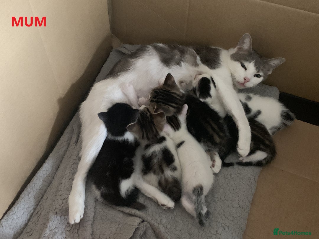 Mixed Breed cats for sale: 6 X BEAUTIFUL MIXED BREED KITTENS BORN 23.08.2025  - Image 23